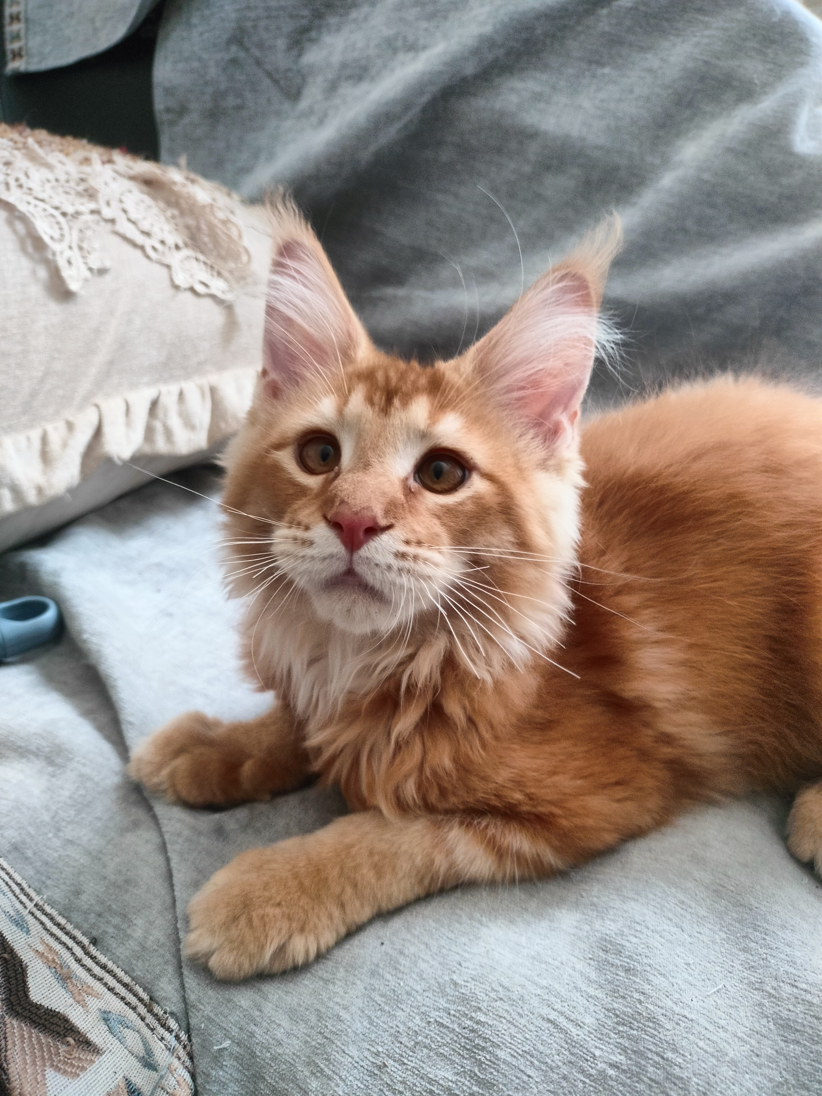 缅因猫金虎底层毛都是红色的，金铲铲